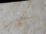 Palinurina longipes (MNSTER 1839) - Bild © FossNet FossilienStore